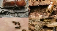 Ліси в дерев'яному будинку і як позбутися від них