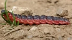 Енвелл без запаху і шкоди, запалюється