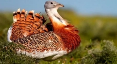 Краплі. Сім'я птахів