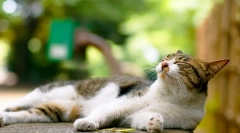 Двигун для кішок: свідчення та протипоказання препарату