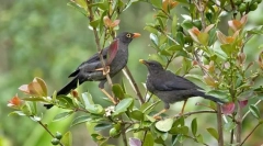 Дрозд (домашня птиця): лісовий співак з багатим репертуаром