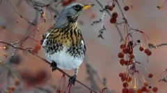 Дрозд-руберник