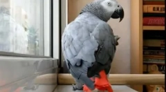 Pernate і pop star duet: відео, де папуга співає пісню ані лорак