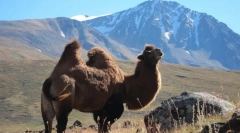 Земляний верблюд