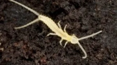 Два 2. Опис та спосіб життя