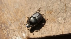 Двоногий калайна