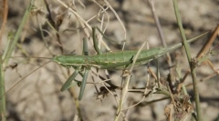 Попонная діпа