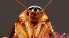 Димарі з тарганів