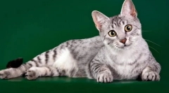 Єгипетський мау