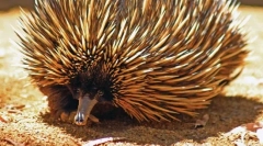 Echidna австралії