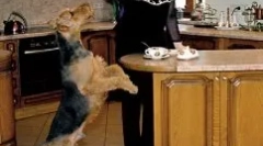 Олена малишева та її собака - присвячена собака чарльз