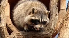 Raccoon опис та спосіб життя