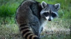 Raccoon stroskun (фото): цікава тварина fidget