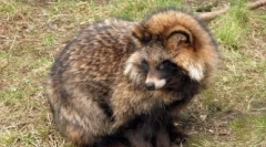 Відрядження собака: дикий і будинок