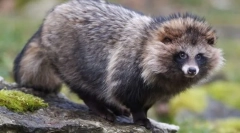 Єнотоподібна собака