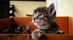 Якщо ви знайшли кошеня на вулиці