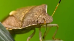 Природні вороги клопов