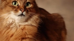 Eukanuba: велика рогата худоба для найвищої якості кішок