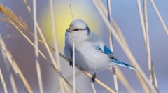 Європейська біла лазорівка