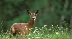 Європейська троянда