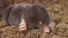 Європейський моль