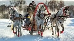 Їзда в упряж