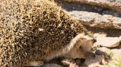 Їжак даурскі