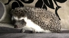 Hezhi: опис, де життя, середовище життя, спосіб життя