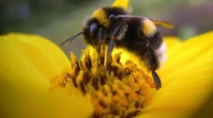 Факти про бджіл