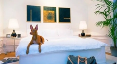 Фараон собака: енергійний собака для полювання та присвяченого домашнім улюбленим