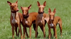 Фараон собака