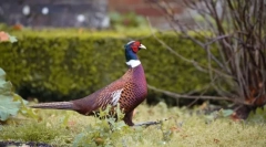 Фазанов. Сім'я птахів