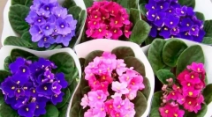 Фіолетовий