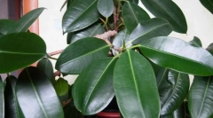 Ficus tutbing (еластичний)