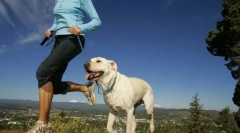 Фізичні навантаження для собак