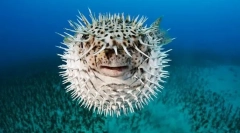 Форма форми риби