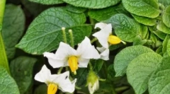 Форкі - імуномодулятор з противірусним ефектом