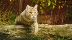 Фото reed cats: все про породу, персонаж, вміст