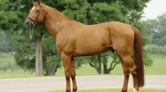 Французькі коні