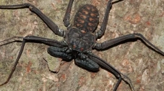 Frins: павуки або скорпіони?