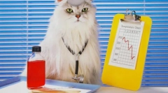 Frontline для кішок: все про кліщів і бліх