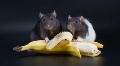 Фрукти, овочі та ягоди для щурів, які ви можете дати, і які ви не можете