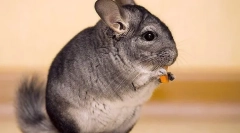 Фрукти, овочі та ягоди для шиншили