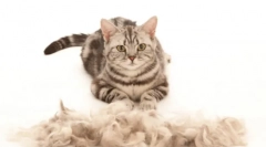 Кіт-фуліматор: незамінний гаджет для шліфування та догляду за будинком