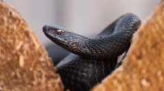 Гадюк катовкова