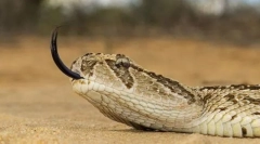 Воскова африканська пустеля