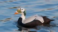 Гага звичайна