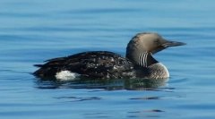 Гагара чорна європейська