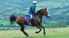 Галоп і переходи від однієї аліури до іншої