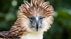 Гарпія філіппінная